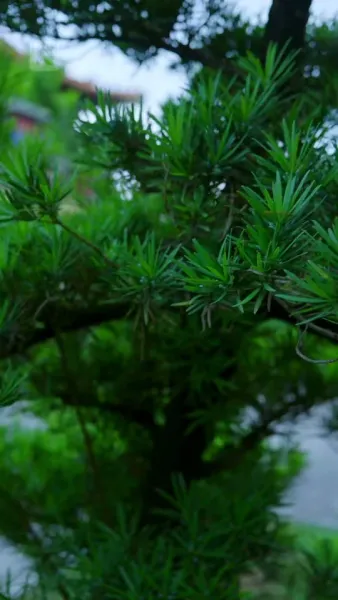 การเกิดใหม่ในกองเพลิง