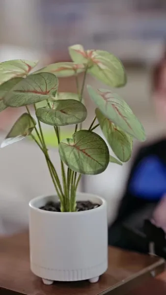 หมอกพรางใจ ใครซ่อนรัก