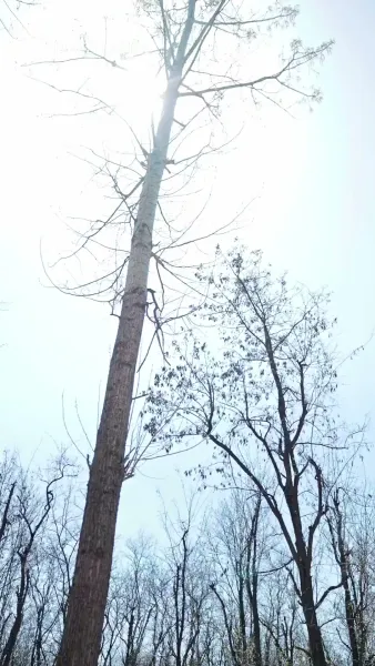 สาวตลาดสู่เจ้าหญิง