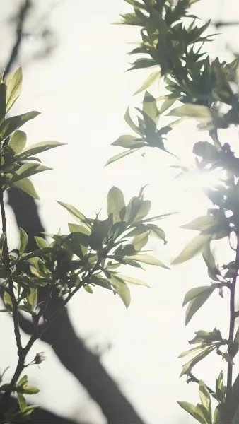 ปราบพวกอันธพาลของฉัน