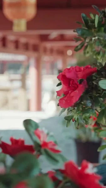 จินหลวน: พระคุณแม่เหนือบัลลังก์