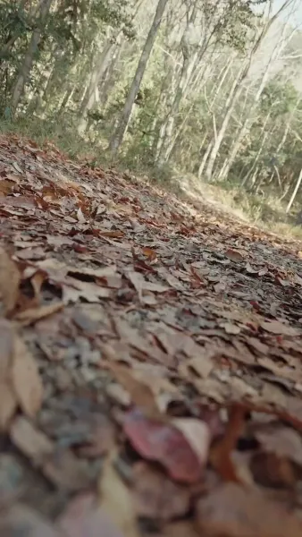 จินหลวน: พระคุณแม่เหนือบัลลังก์