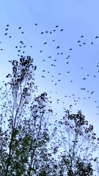 เลิกรักในวันเกิด(พากย์ไทย)