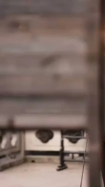 สาวระบำสิงโตผู้ตื่นขึ้น