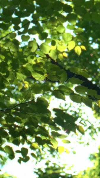 คุกเข่าขอ33รอบ ถึงมีเมีย 