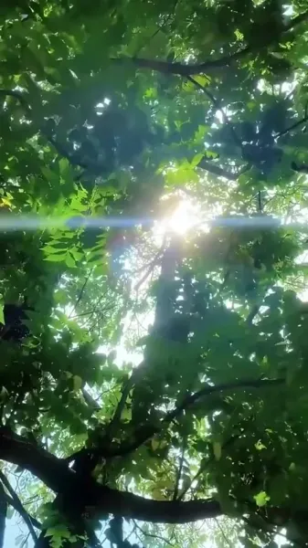 ความรักสีหมอก