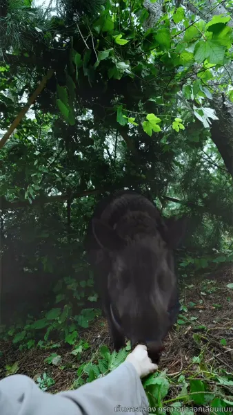 ฟ้าลิขิต ให้พ่อเฉิดฉาย