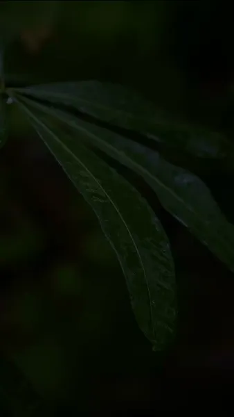 ท่านประธาน เมียคุณคือคุณนายตัวจริง