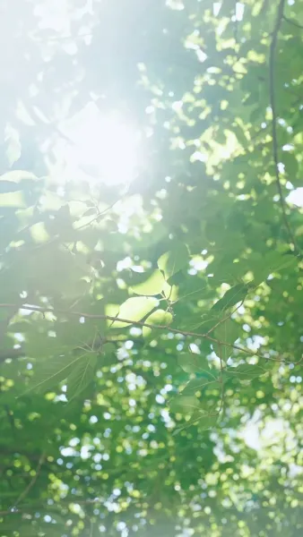 ปรมาจารย์ไร้เทียมทาน บุตรแห่งความลับ