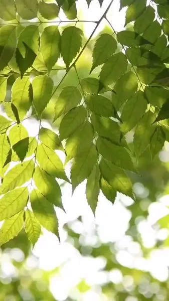 ที่พักพิงของหัวใจ