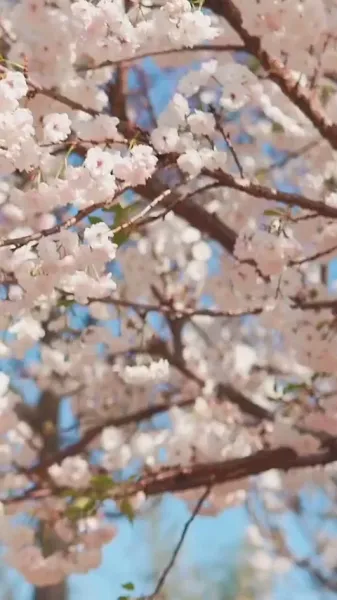 ที่พักพิงของหัวใจ