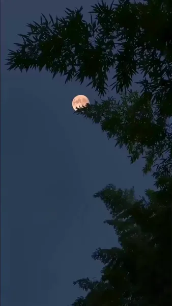 เกมวิวาห์ไร้หัวใจ