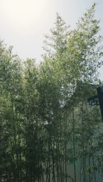 จากความยากจนสู่ความร่ำรวย: เด็กอัจฉริยะ​