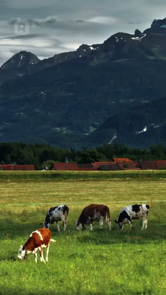 บ่วงเสน่หาหนุ่มคาวบอย