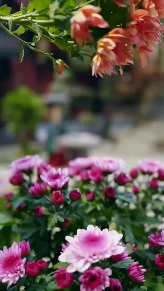 เล่ห์รักสองแผ่นดิน