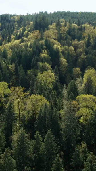 เจ้าสาวเงียบของอัลฟ่า ที่ถูกสาป