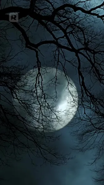 เจ้าสาวเงียบของอัลฟ่า ที่ถูกสาป