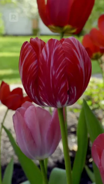 อัศวินในชุดส่องแสง