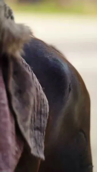 ฮองเฮาจอมไฮเทค