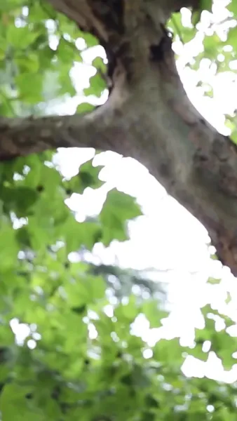 ใจเขาดื้อ เลือกแค่เธอ