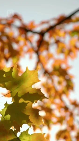 คริสต์มาสนี้มีแต่รัก