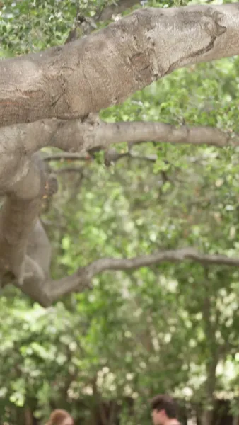 ราชินีผู้กำเนิดใหม่จากเถ้าธุลี