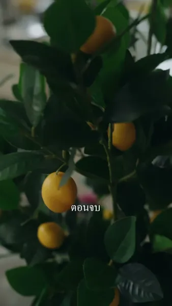 [พากย์ไทย]ลูกพ่อไม่อยากดิ้นรนแล้ว