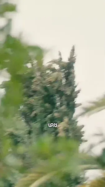 สาวน้อยของมาเฟีย