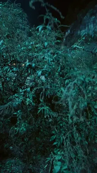 แจกันสื่อรัก ข้ามเวลาท้าลิขิต