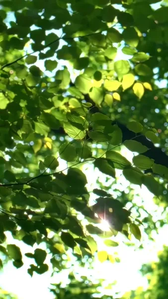 เล่ห์รักมัดใจท่านประธาน