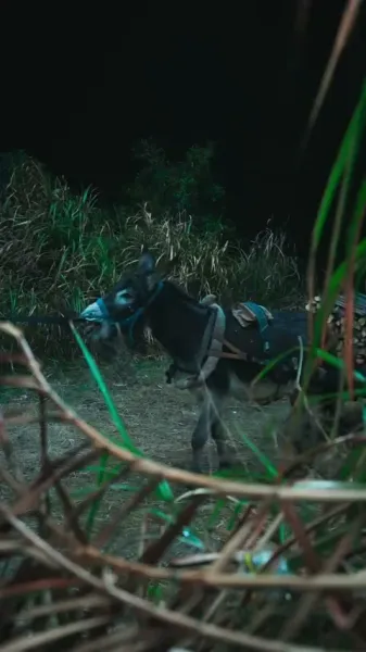 โชคดีที่แฝงมาในคราบร้าย