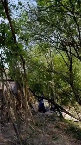 พวกเขาเคี้ยวเปลือกไม้, ฉันกินสเต็ก