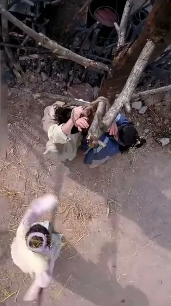 พวกเขาเคี้ยวเปลือกไม้, ฉันกินสเต็ก