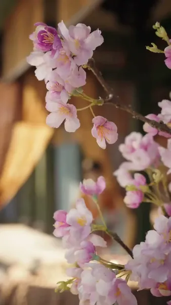 ลิขิตรักเจ้าสำนักหมอยา