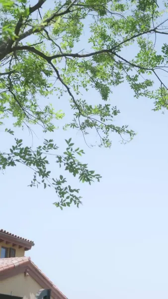 นักเต้น ผู้หลอกหลอนหัวใจ