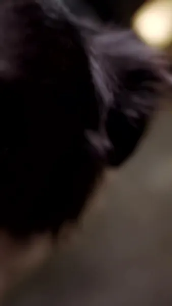 ภารกิจรัก ฉบับคุณพ่อลูกแฝด