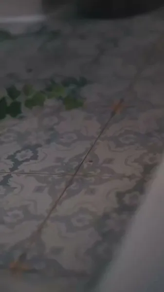 ฉันไม่ใช่เด็กดีของคุณ