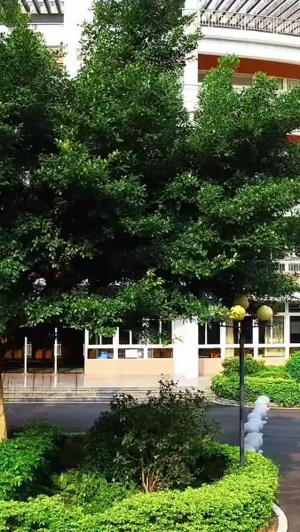 Kiss Me with Unspoken Love