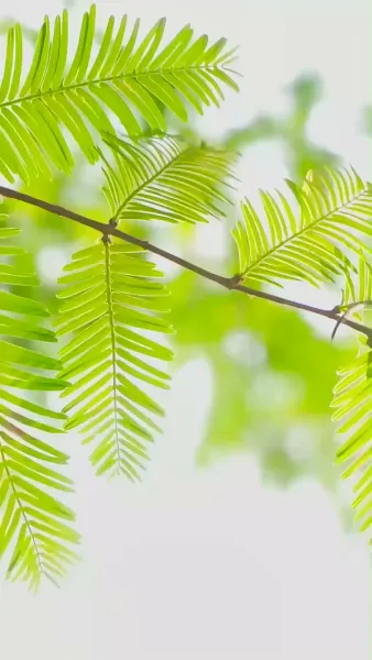 สายน้ำไม่ไหลกลับ(พากย์ไทย)