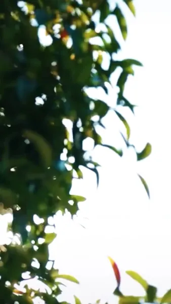 หงส์ผงาดเหนือชะตา