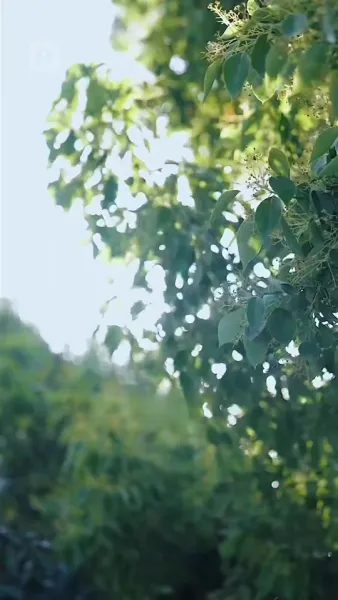 สัญญาคนรักของมหาเศรษฐี