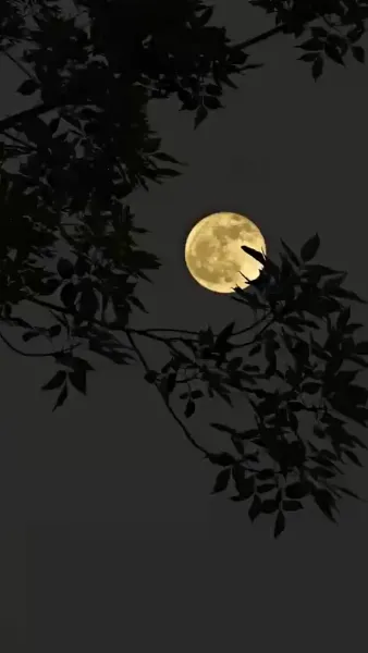 ฟ้าลิขิตมาให้เจ้าพ่อทำนายชะตา