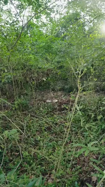 ฟ้าลิขิตมาให้เจ้าพ่อทำนายชะตา