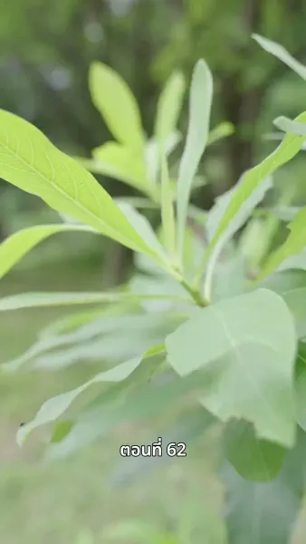 ภรรยาเก่งกาจข้ารักนัก