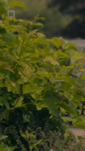 พิทักษ์หัวใจในวังวนลวง