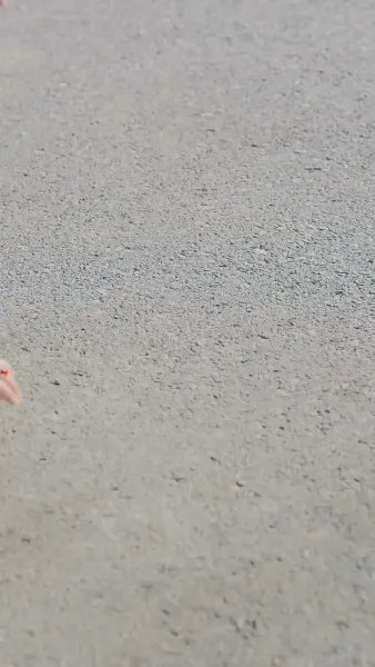  ดวงใจพิสุทธิ์ 