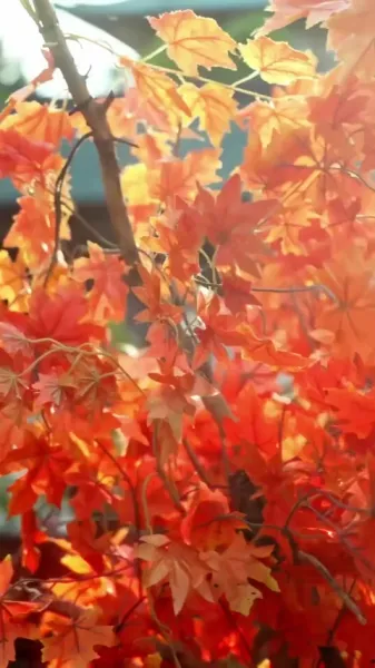 เดินเคียงข้างเธอ