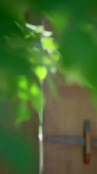 เดินเคียงข้างเธอ