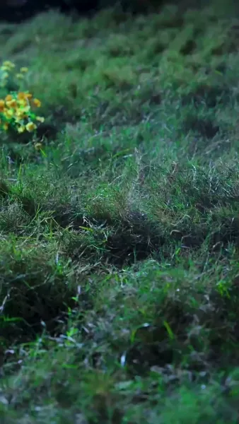 ยอดดรุณีที่รัก