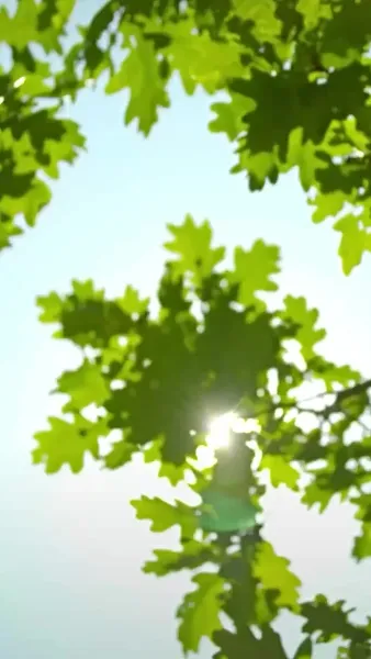 คุณหนูคราบมาเฟีย